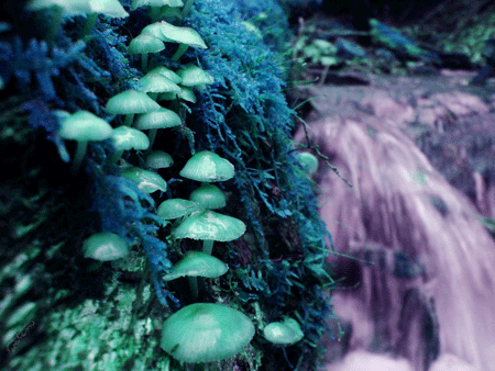 fungi,nature,waterfall,mushrooms
