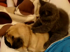 dog massage,massage,cat,dog,back rub
