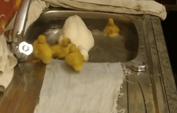 duck,bath,wooooh