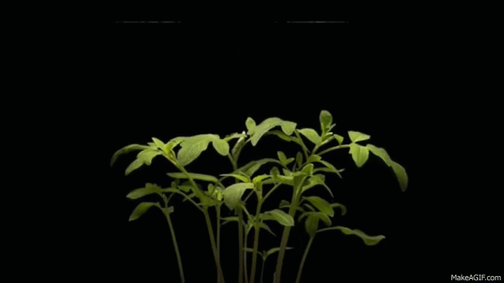 Plant video. Рост растений. Гифка растения. Рост растения анимация. Gif с рассадой.