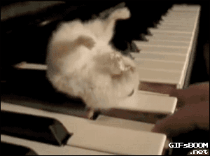piano,animals,hamster