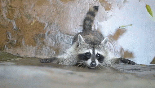 raccoon,raccoon trying to climb the wall,funny,walls