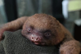 sleepy,sloth