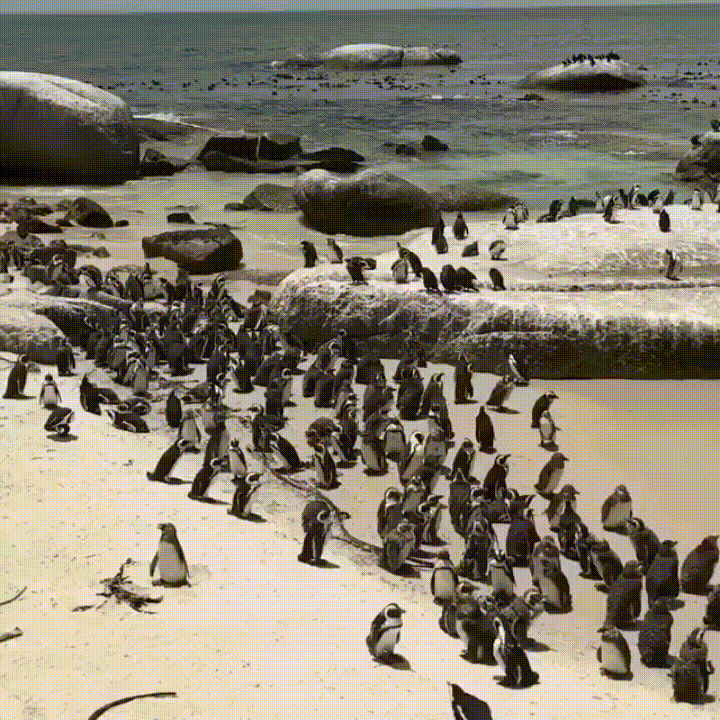 beach,penguins