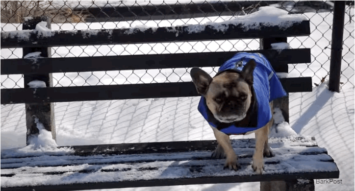 dog,snow,confused,winter,pug,huh,frenchie,frenchie bulldog