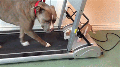 dog,cute,puppy,exercise,treadmill,sfw,puppy dog,dog fail,safe for work,puppy fail