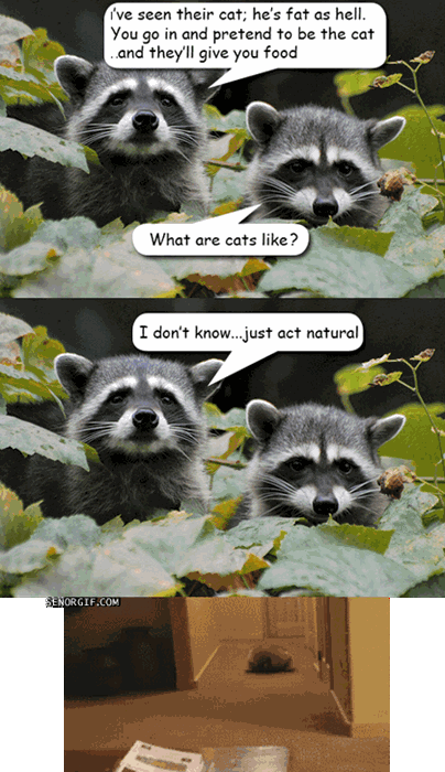 raccoon,page