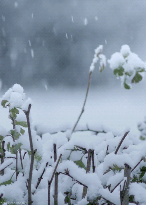 landscape,snow,winter,bbc a year in the wild