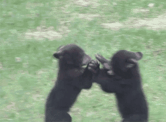 fighting,bear,cub