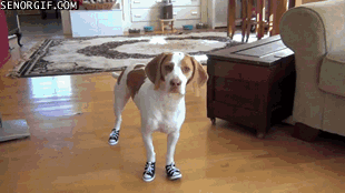 funny,dog,shoes