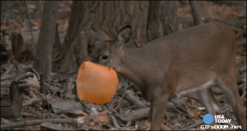 Deer trick or treat GIF.