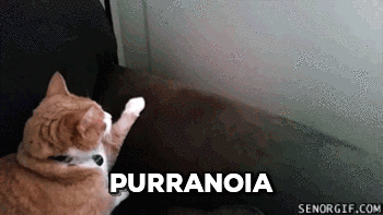 paranoia,cat,pun,cat pun,purranoia
