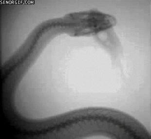 Сон беременной змея. Рентген змеи. Змея под рентгеном. Рентген гиф.