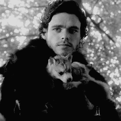 robb stark,richard madden,game of thrones,black and white,hot,adorable,puppy,wolf,stark,robb