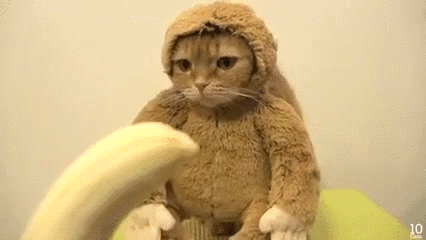 funny cat,cat,banana,monkey suit