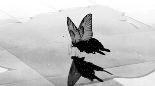 Взмах крыльев мотылька 2000. Бабочка гифка. Белые бабочки летают. Порхающие бабочки. Черная бабочка гиф.