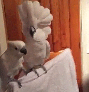 dancing bird,birb,cockatoo,reaction,reaction s