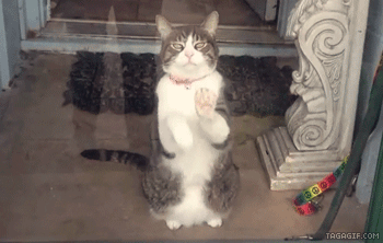 cute animal,funny animals,funny cat,cat,animals,kitten,adorable,let me out