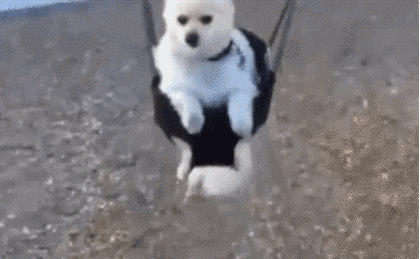 dog,swing,dog swing