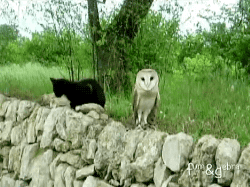 owl,gato,cat,animals,buho