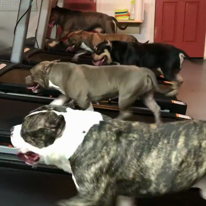 dogs,gym