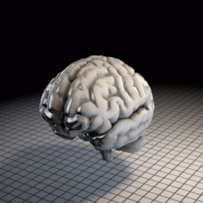 Мозг анимация. Анимированный мозг. Мозг гифка. Головной мозг анимация.