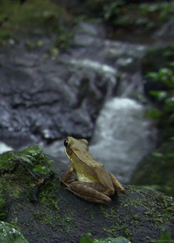 cinemagraph,frog,waterfall