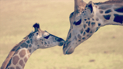 giraffe,love,animals,video,kiss,zoo,wildlife,san diego,animal s,baby animals,families,sdzsafaripark,safari park