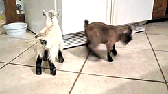 kitchen,animals,baby,jump,goat