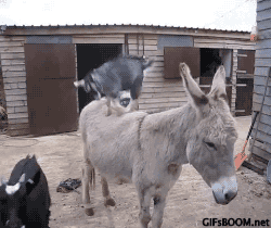 donkey,goat,animals
