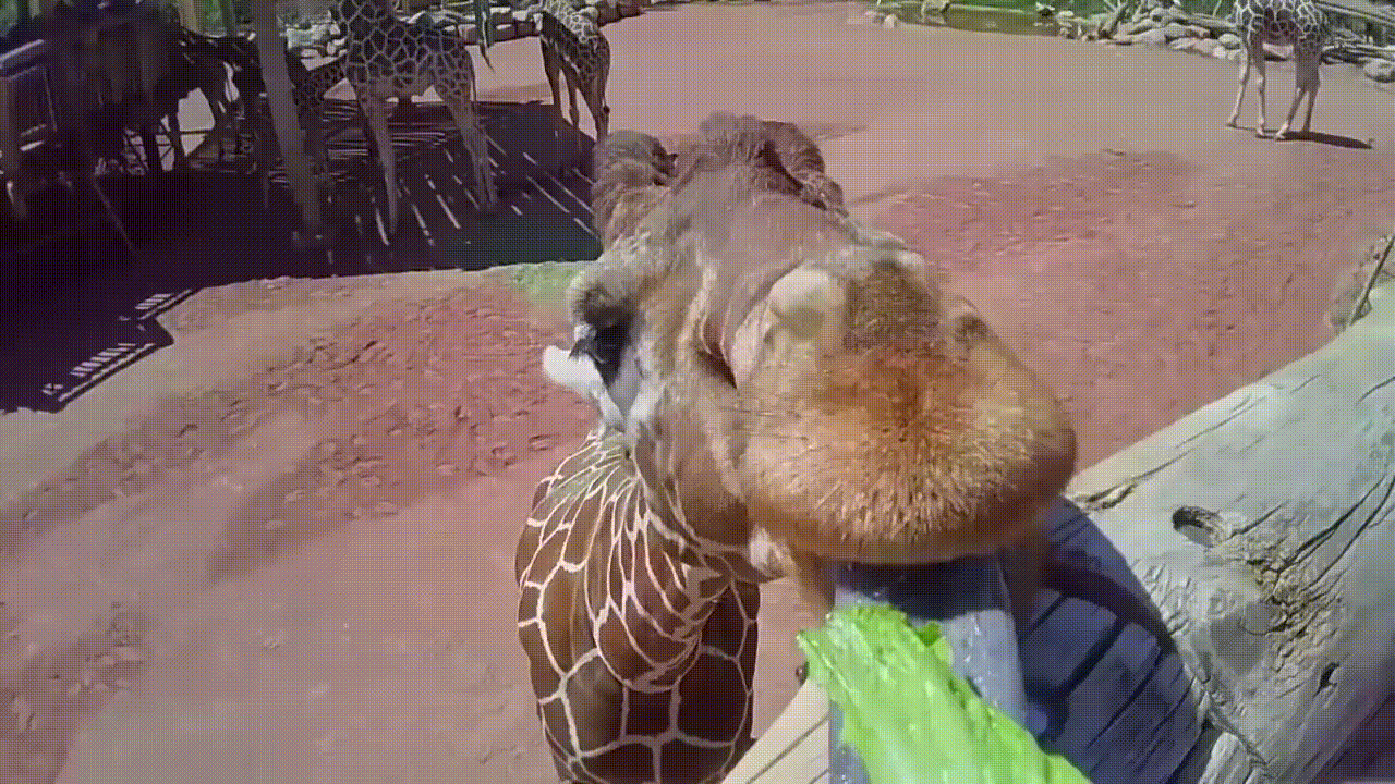 giraffe,tongues