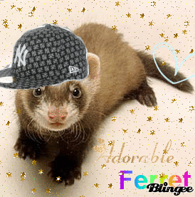 picture,ferret