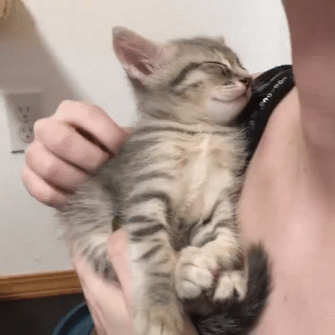 woman,kitten,sleeping,arms,eyebleach