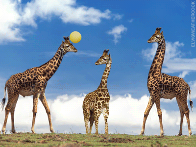 giraffe,volly,playing