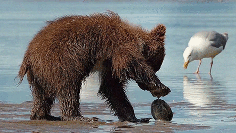 bear,scallop,vs,cub