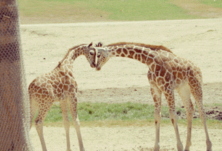 giraffe,baby animals,animal s,cute animal