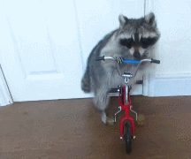 bycicle,racoon,funny,animals,cute,rocket,guardians of the galaxy,cute animal