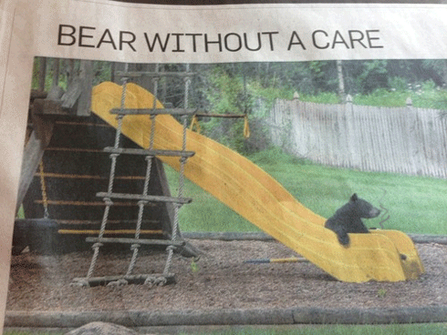 bear,care