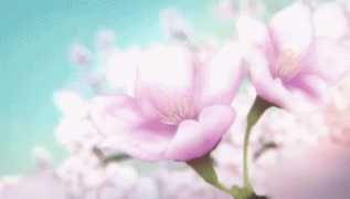 Cherry Blossom Anime GIF - Cherry Blossom Anime - Discover & Share GIFs