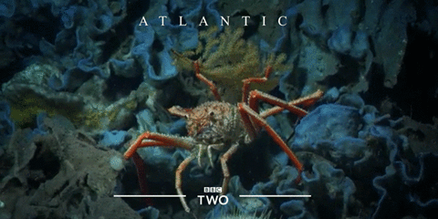 bbc,ocean,creature,atlantic,bbc2,bbc two,sea creature,under the sea
