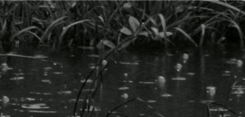 black and white,pond,vintage,nature,water,bw,retro,fall,bubbles,autumn,plants,raindrops,water plants