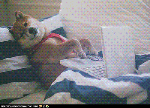 working from home,animal,funny dog,cute animal,cute dog,dog on laptop