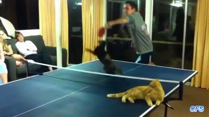 cats,tennis,playing,table