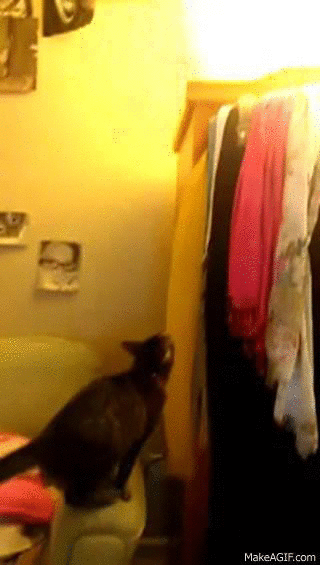 cat,butt,wiggle,dat,armoire