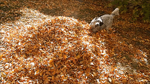 autumn,fall,leaves,dog,orange