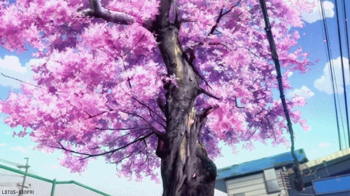 anime scenery,sakura tree,cherry blossoms,tree,sakura,scenery,chuunibyou demo koi ga shitai,cartoons comics