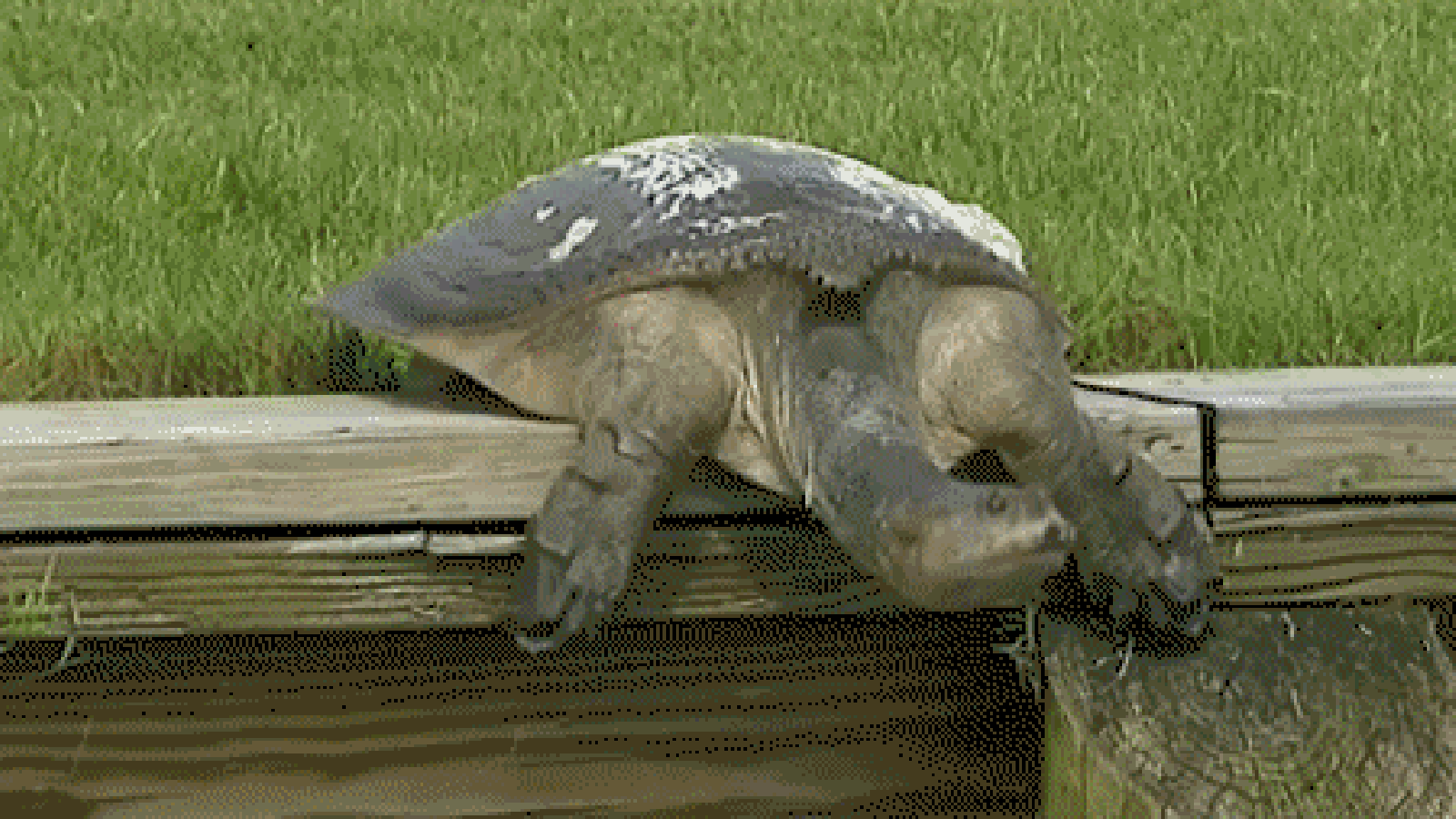 Черепаха медленно ползет. Черепаха анимация. Черепаха гиф. Черепаха ползет. Медленная черепаха.