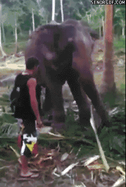 rage,elephant,ouch,elephants,funny,animals,man,eating,grass,knocking over