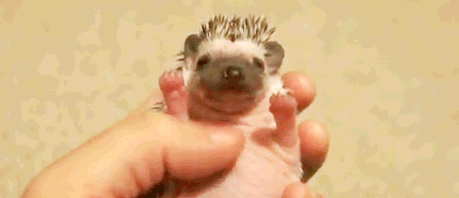 pets,cute,pet,hedgehog