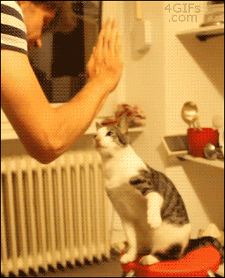 high five,cat